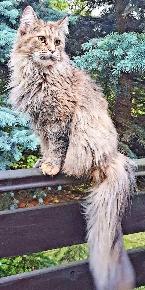 Zaginęła kotka rasy Maine coon ,Mija